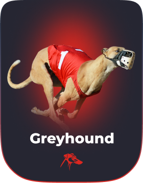 Apuestas de carreras de galgos